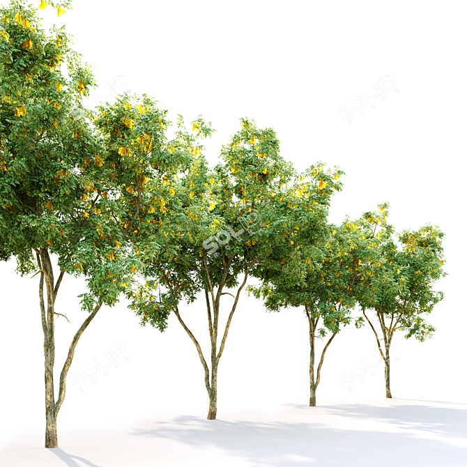 Gilded Canopy: Majestic 7m Golden Rain Tree 3D model image 2
