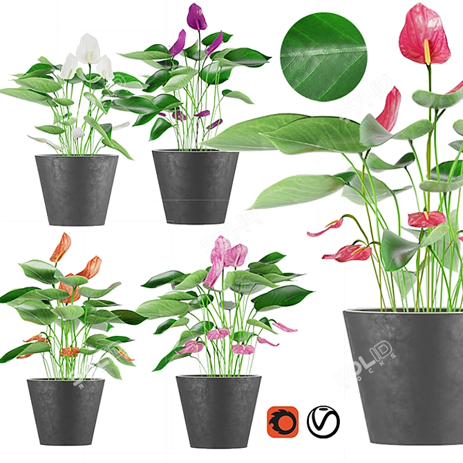 Colorful Anthurium Collection: Coral, Red, White, Purple, Pink 3D model image 1