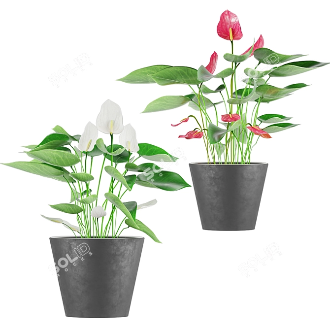 Colorful Anthurium Collection: Coral, Red, White, Purple, Pink 3D model image 2