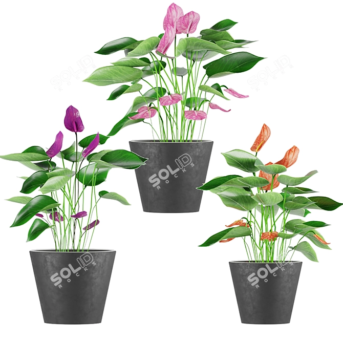 Colorful Anthurium Collection: Coral, Red, White, Purple, Pink 3D model image 3