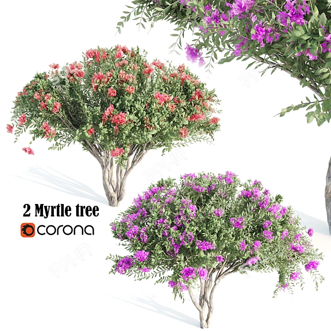 4m Tall Myrtle Trees 3D model image 1