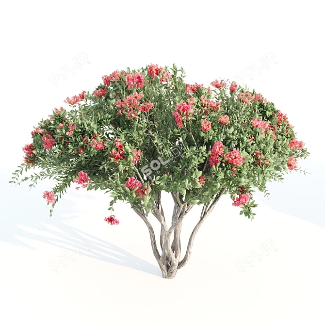 4m Tall Myrtle Trees 3D model image 3