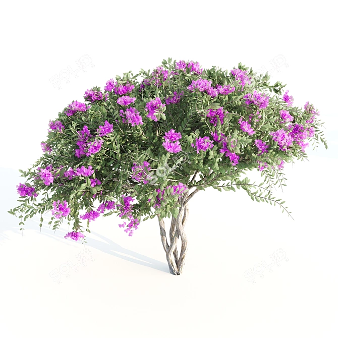 4m Tall Myrtle Trees 3D model image 4