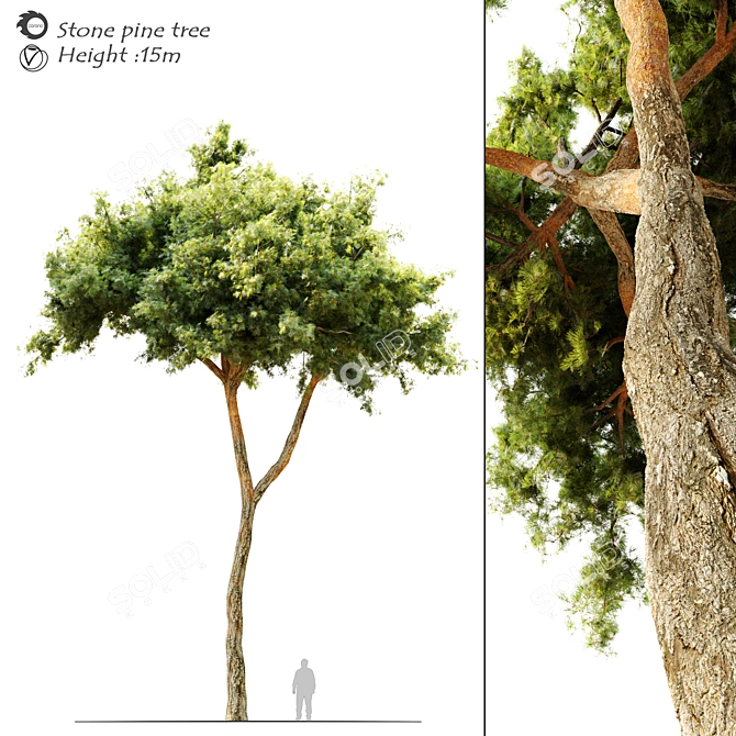  Majestic Stone Pine Tree 3D model image 1