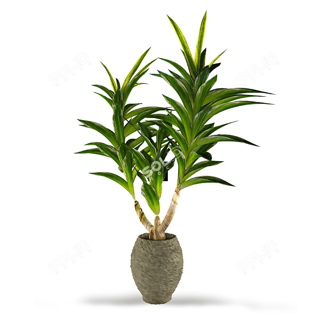 Tropical Dracaena: Healthy Houseplant 3D model image 1