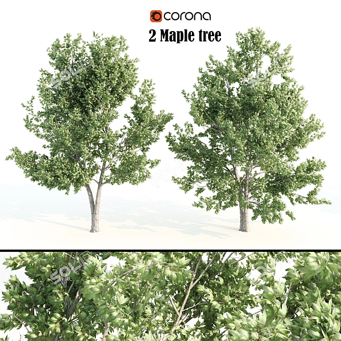 Tall Maple Tree Pair, 9-10m 3D model image 1