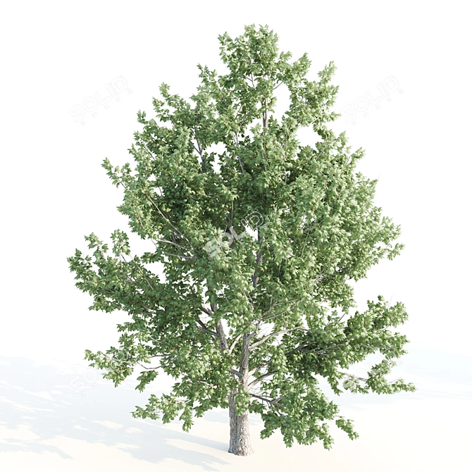 Tall Maple Tree Pair, 9-10m 3D model image 2