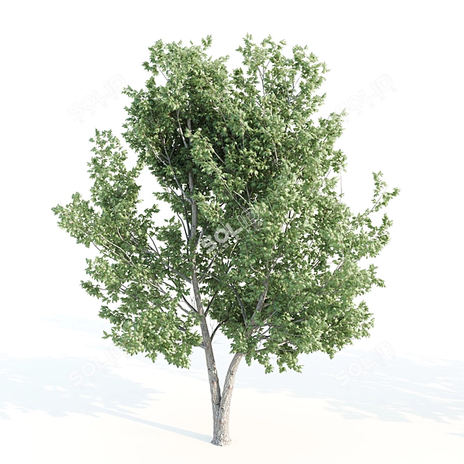 Tall Maple Tree Pair, 9-10m 3D model image 3