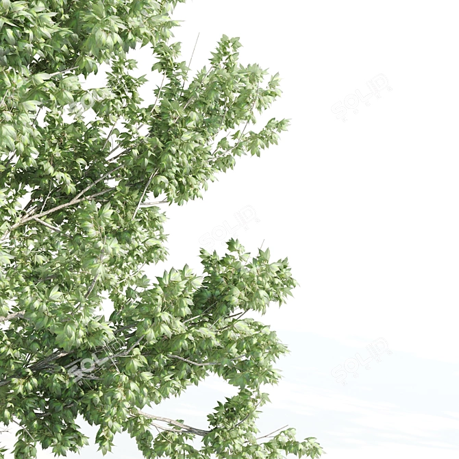 Tall Maple Tree Pair, 9-10m 3D model image 4