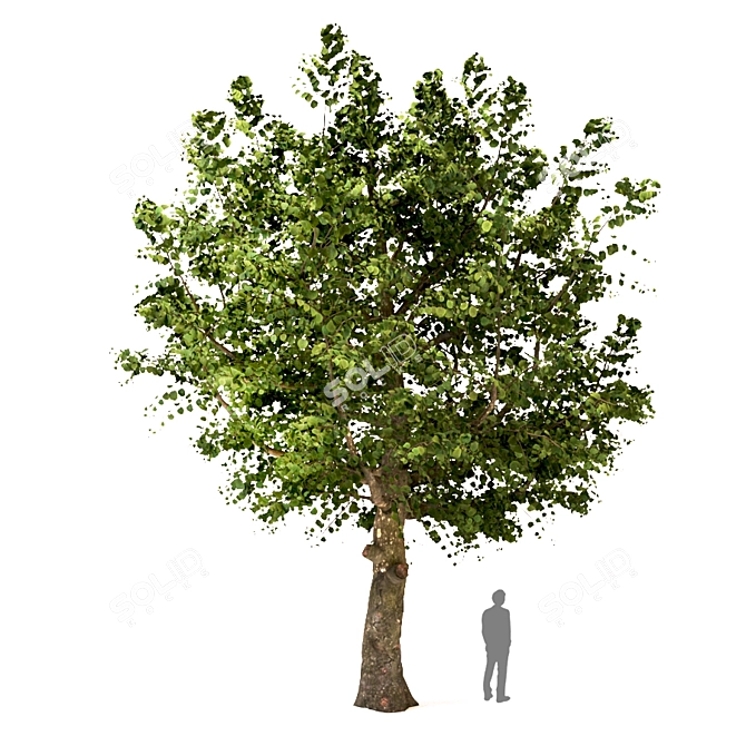 Variety Tree Set: Chinaberry, Silver Birch, Apple 3D model image 3