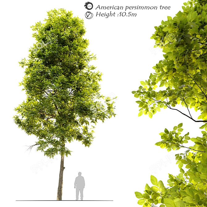 Tall and Tempting American Persimmon 3D model image 1