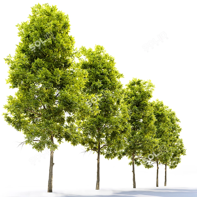 Tall and Tempting American Persimmon 3D model image 2