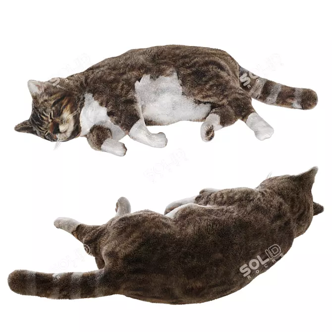 3D Cat Model - Static 3D model image 10