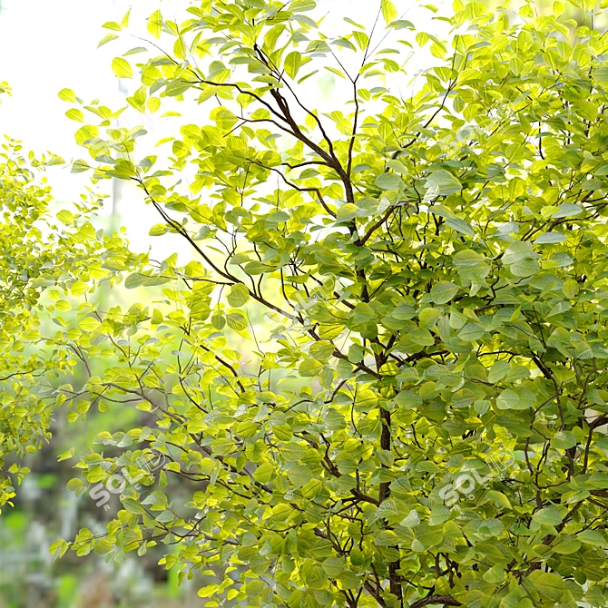 Rare American Smoke Tree - Cotinus Obovatus 3D model image 2