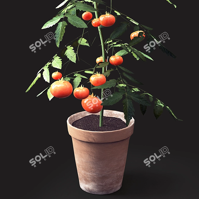 Vibrant Tomato Plant with Beautiful Vase 3D model image 2