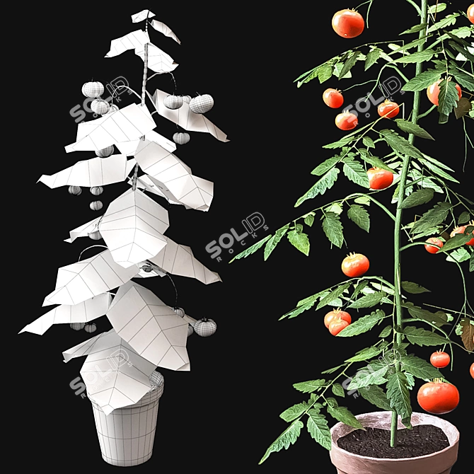 Vibrant Tomato Plant with Beautiful Vase 3D model image 4