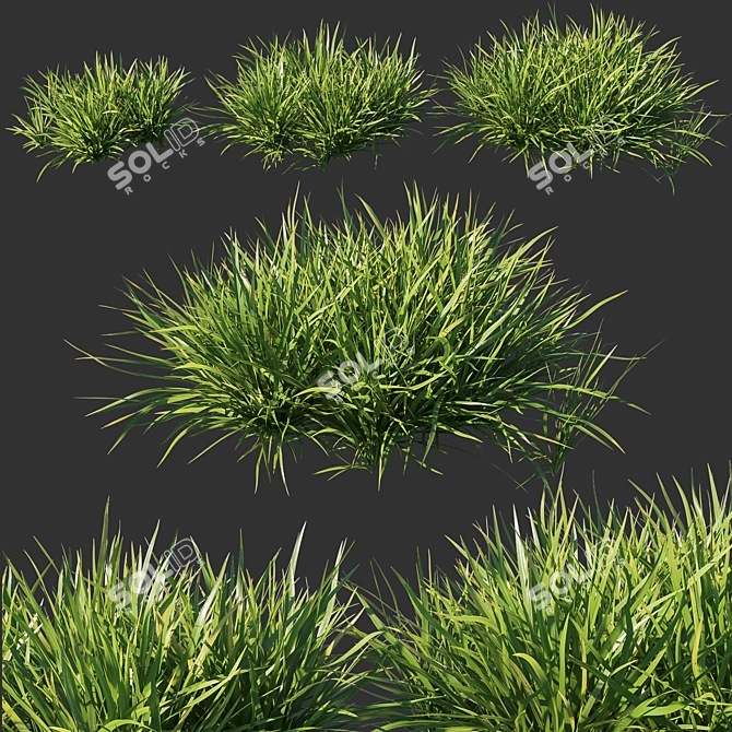 Dietes Grandiflora Grass: Stunning 3D Model 3D model image 1
