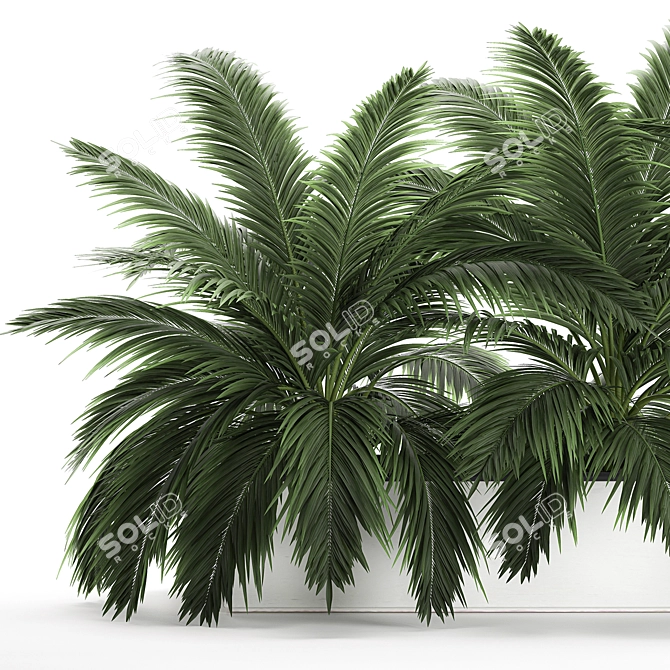 Tropical Plant Collection: Exotic Palms & Botanical Beauties 3D model image 2