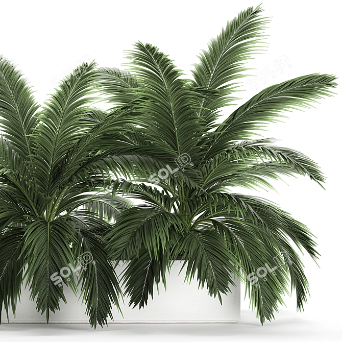 Tropical Plant Collection: Exotic Palms & Botanical Beauties 3D model image 3