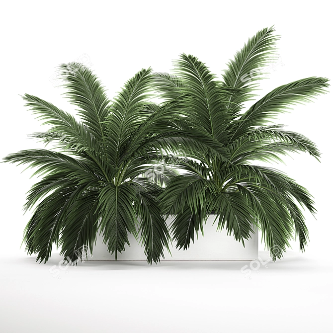 Tropical Plant Collection: Exotic Palms & Botanical Beauties 3D model image 4