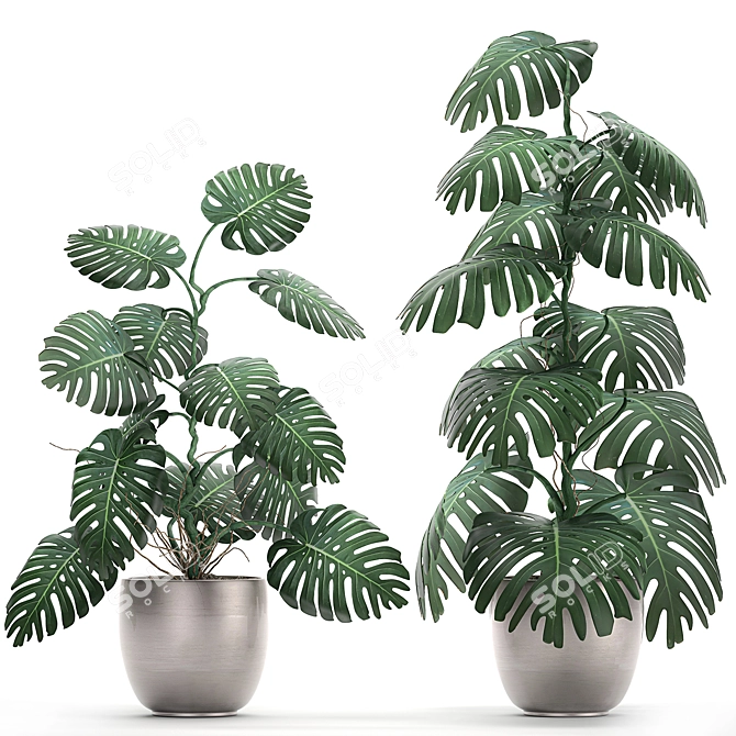 Exotic Monstera: Perfect for Indoors & Outdoors 3D model image 1