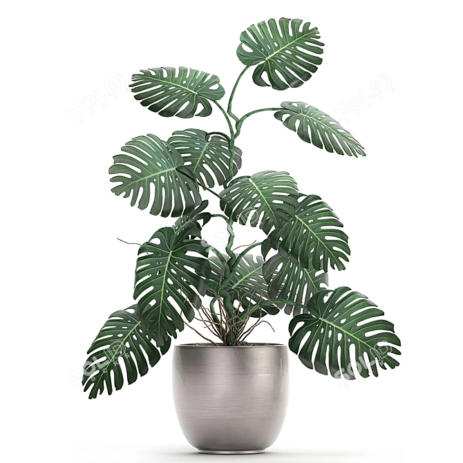 Exotic Monstera: Perfect for Indoors & Outdoors 3D model image 2