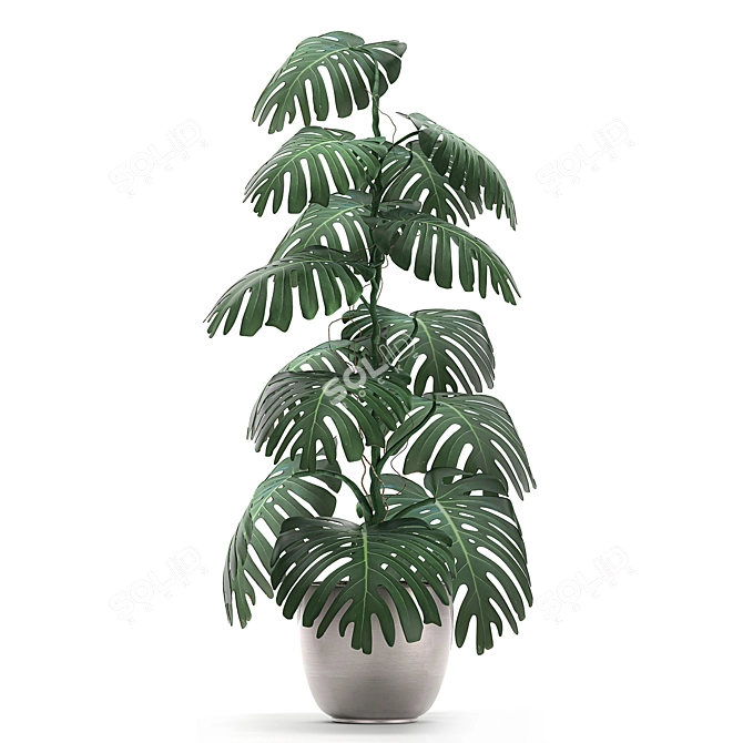 Exotic Monstera: Perfect for Indoors & Outdoors 3D model image 3