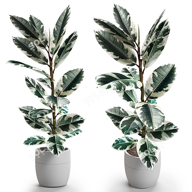 Variegated Rubber Plant: Indoor Beauty 3D model image 1