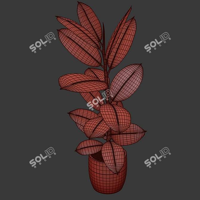 Variegated Rubber Plant: Indoor Beauty 3D model image 2