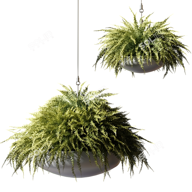 Stunning Nephrolepis Hanging Plants 3D model image 1