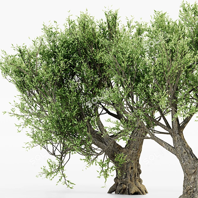 Exotic African Olive Tree Collection 3D model image 2