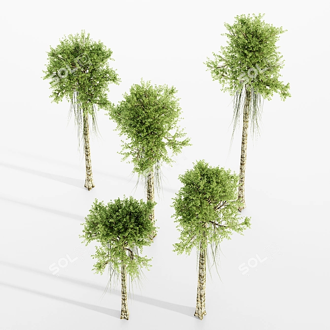 Exquisite Agarwood Tree Collection 3D model image 2