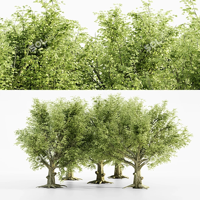  Majestic American Beech Tree Collection 3D model image 1