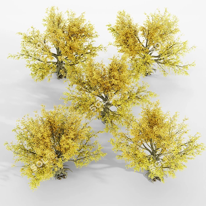 Autumn Glory Beech Tree Set 3D model image 4
