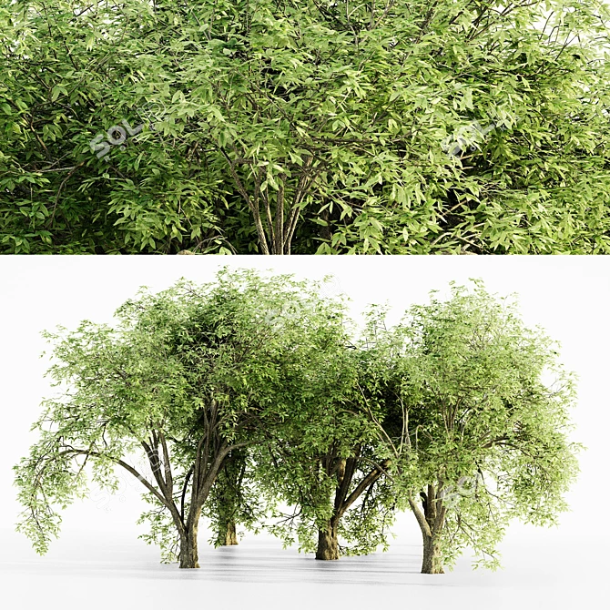  Majestic American Elm Tree Collection 3D model image 1