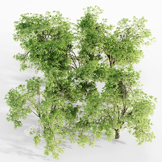  Majestic American Elm Tree Collection 3D model image 3