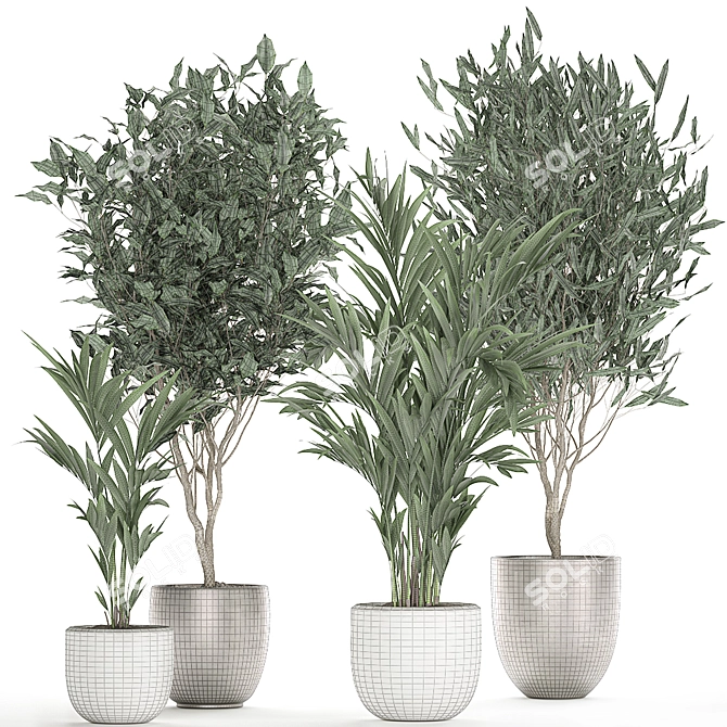 Tropical Plant Collection: Ficus, Howea, & Palm 3D model image 4