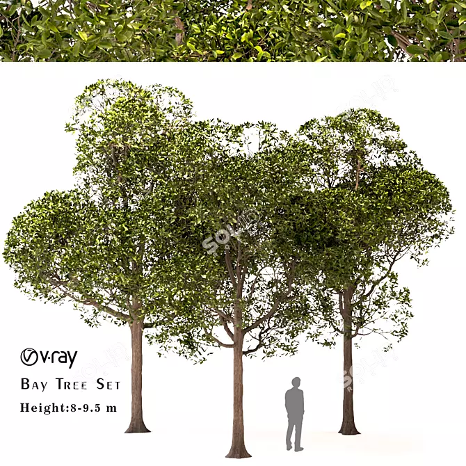 Laurus Nobilis: Round Bay Trees Set 3D model image 1