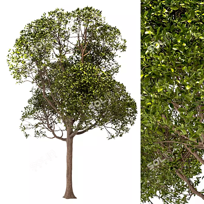 Laurus Nobilis: Round Bay Trees Set 3D model image 2