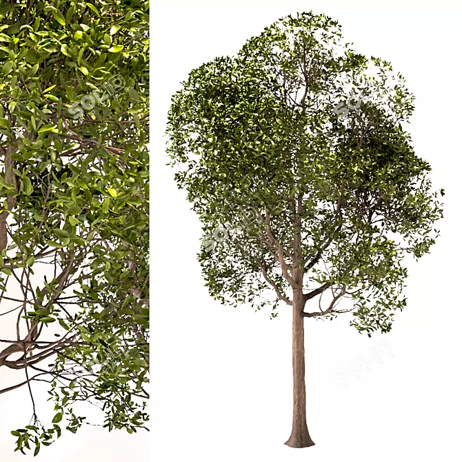 Laurus Nobilis: Round Bay Trees Set 3D model image 4