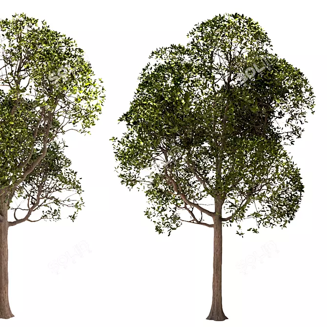 Laurus Nobilis: Round Bay Trees Set 3D model image 5