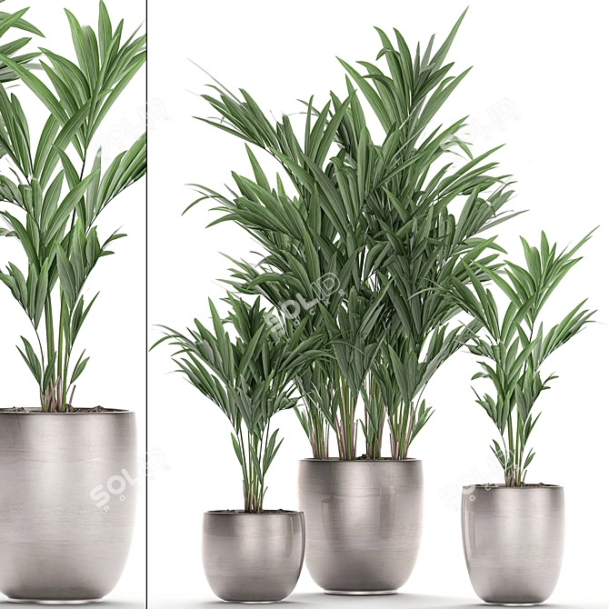 Exotic Plant Collection: Howea, Kentia & More 3D model image 1