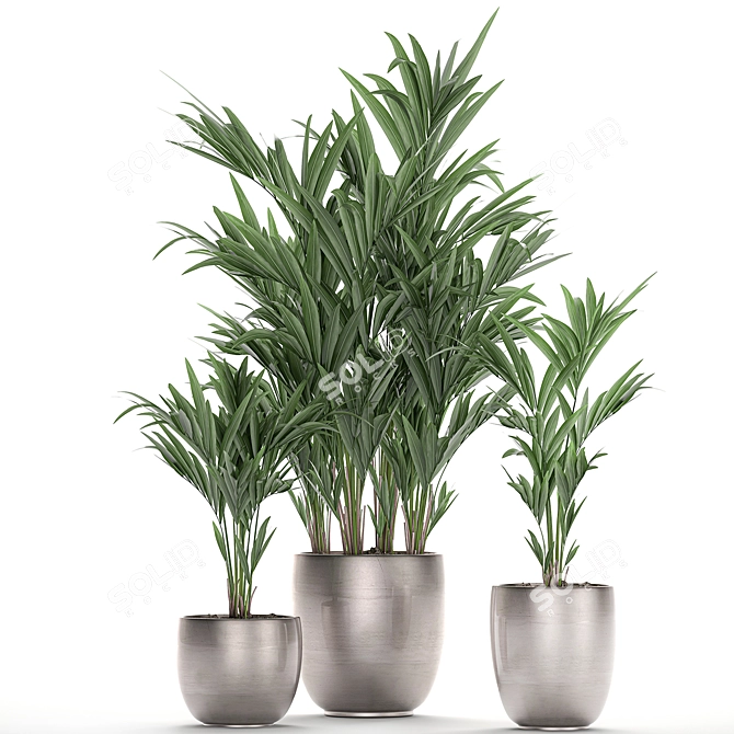 Exotic Plant Collection: Howea, Kentia & More 3D model image 4