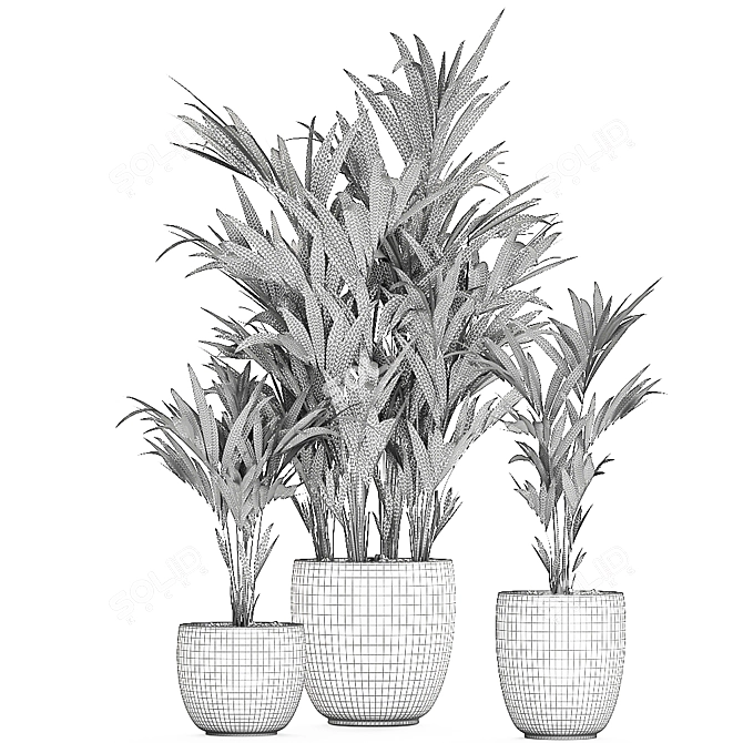 Exotic Plant Collection: Howea, Kentia & More 3D model image 5