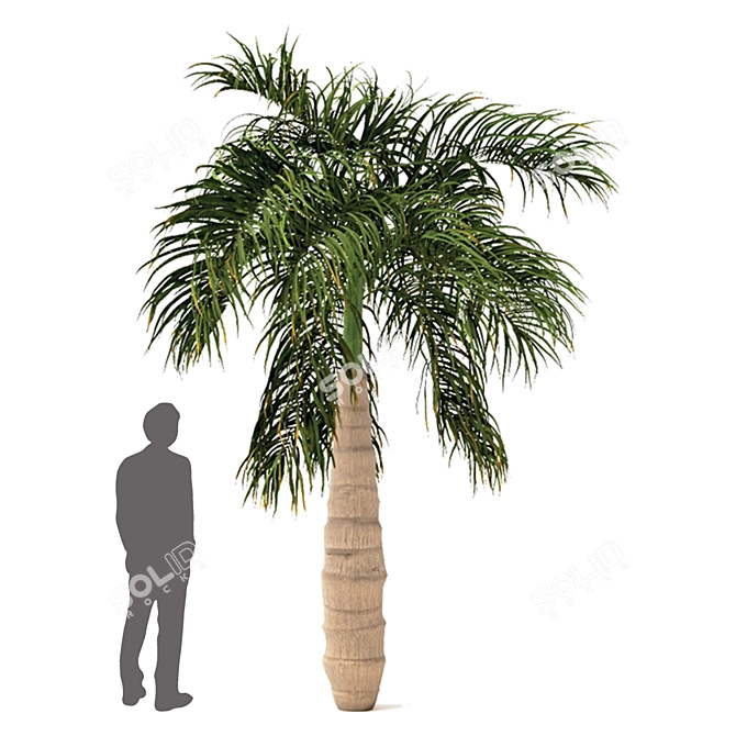 Variety of Tree Set: China Palm, Chinaberry, Round Bay, Bottle Palm 3D model image 5