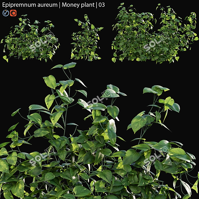 Green Money Plant - 3D Model Kit 3D model image 1