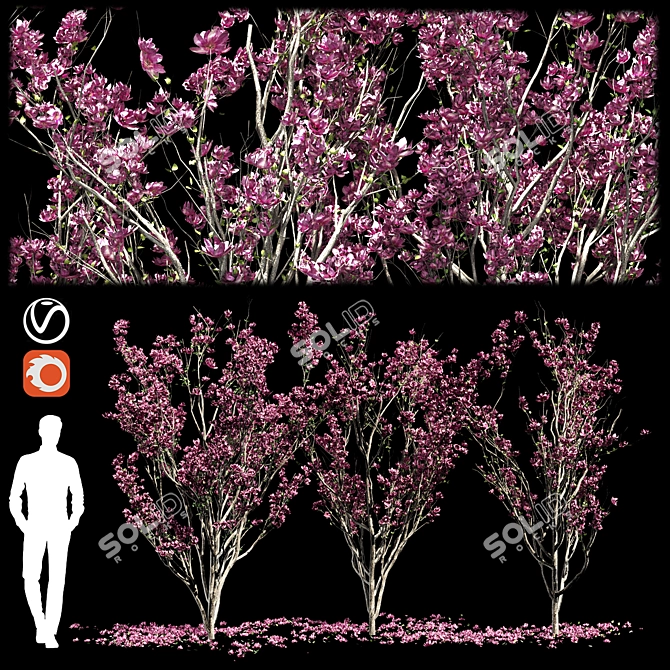 Magnolia Tree 3D Models & Materials 3D model image 4