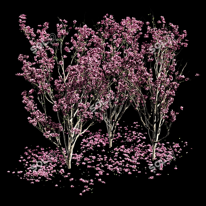 Magnolia Tree 3D Models & Materials 3D model image 5