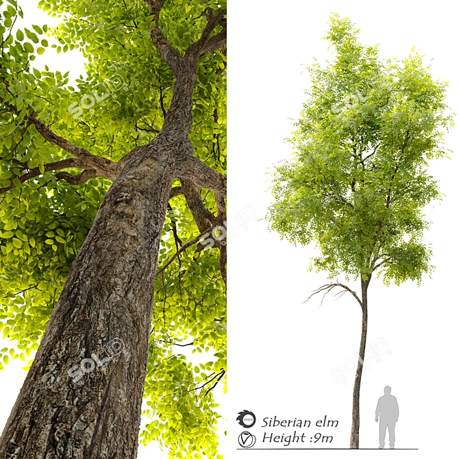 Siberian Elm Tree - 9m Height 3D model image 1