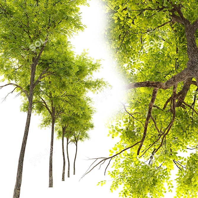 Siberian Elm Tree - 9m Height 3D model image 2